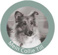 Mein Collie Till