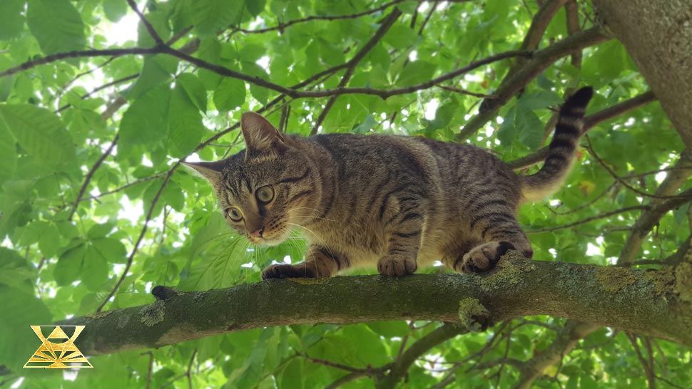 Tierkommunikation in Berlin, Energiearbeit für Tiere